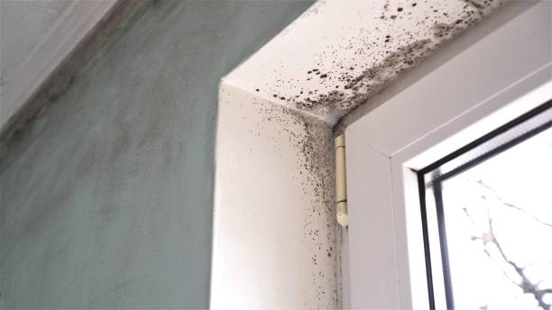 Best Post-Flood Mold Remediation in Mayer, AZ