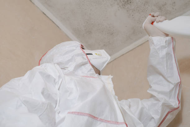 Best Attic Mold Remediation in Mayer, AZ