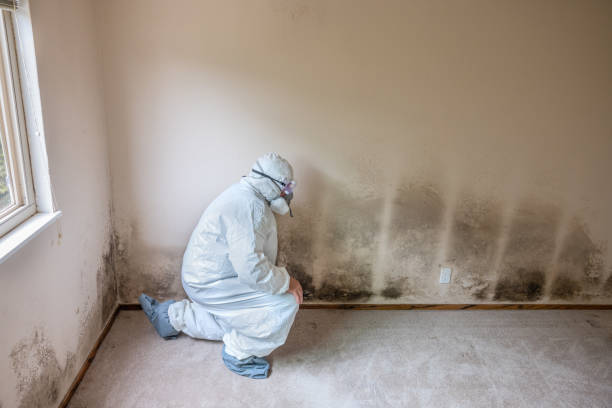 Best Residential Mold Remediation in Mayer, AZ