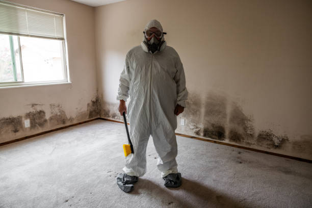Best Attic Mold Remediation in Mayer, AZ